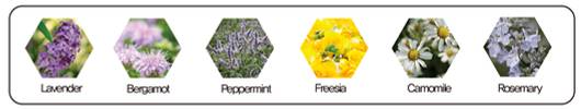 Picture showing 6 herbal extracts (lavender, bergamot, peppermint, fresia, camomile, rosemary) that are components of Dr.Hedison Gold Activation Ampoule Serum